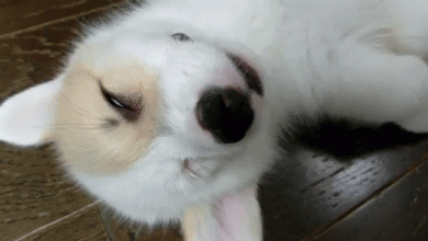 Le GIF di cuccioli assonnati - 60 immagini animate più carine gratuitamente
