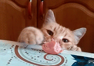 Funny Cats GIFs
