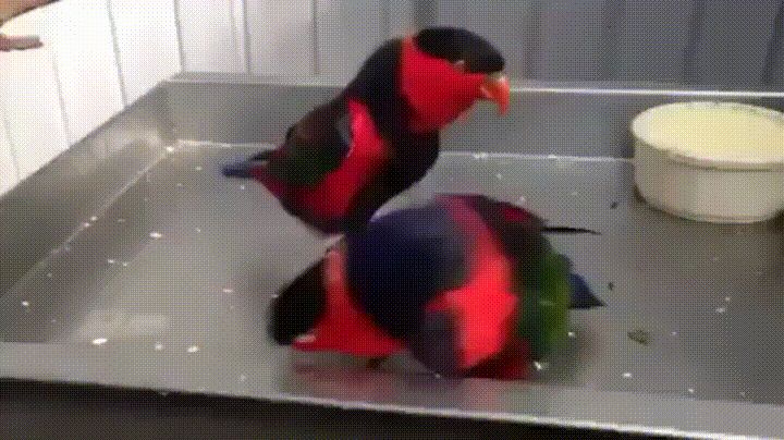 GIFy z imprezową papugą