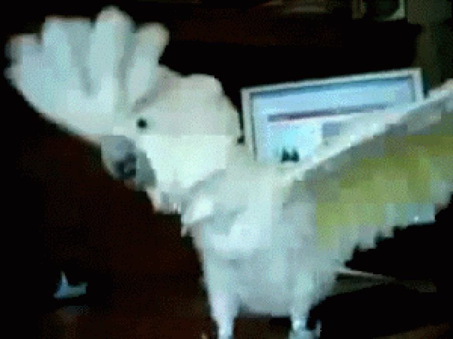Party Parrot GIFs