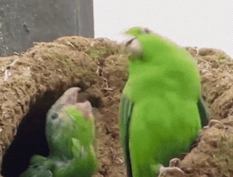 GIFy z imprezową papugą