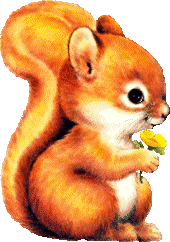Veverky ve formátu GIF - animované obrázky tohoto roztomilého hlodavce