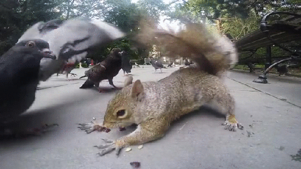 Squirrel GIFs - Animated Images of This Cute Animal Rodent