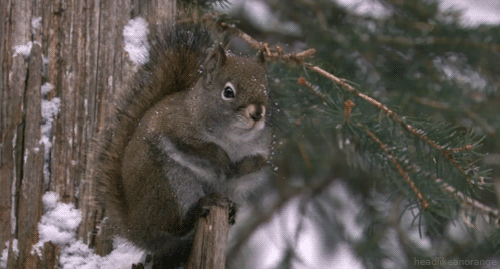 Wiewiórki na GIFach - animowane obrazy tego uroczego gryzonia
