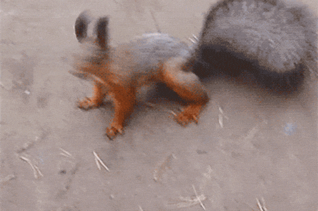 Wiewiórki na GIFach - animowane obrazy tego uroczego gryzonia