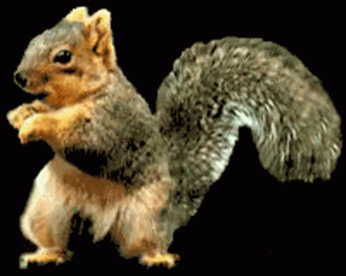 squirrel-animated-gif-68