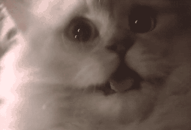 Glad katt GIFer - 35 animerade bilder av katter i glädje
