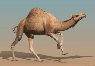 camel-acegif-20-running-camel-title