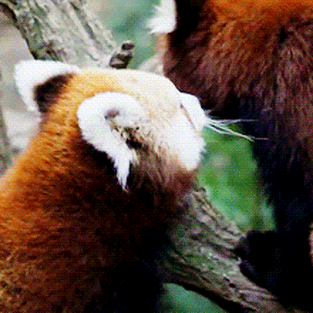 Panda Roux GIFs Mignons Et Dr les Petits Pandas GIFs Panda Roux GIFs Mignons Et Dr les Petits Pandas GIFs