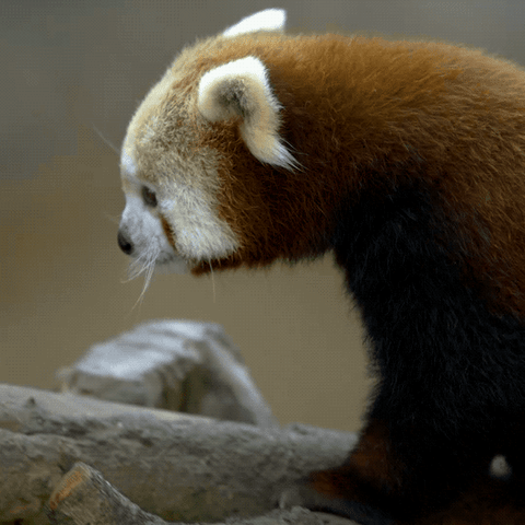 Panda Roux GIFs Mignons Et Dr les Petits Pandas GIFs Panda Roux GIFs Mignons Et Dr les Petits Pandas GIFs