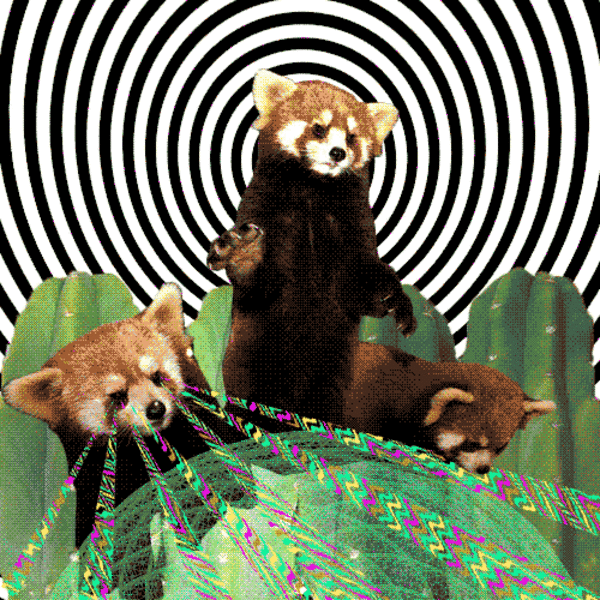 Panda Roux GIFs Mignons Et Dr les Petits Pandas GIFs Panda Roux GIFs Mignons Et Dr les Petits Pandas GIFs