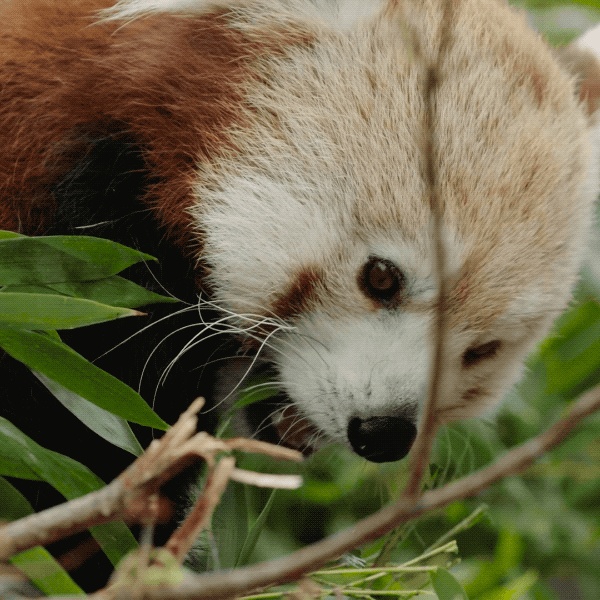 red-panda-20