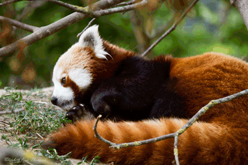 GIFy pandy červené