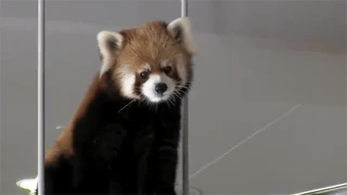 Panda Roux GIFs Mignons Et Dr les Petits Pandas GIFs Panda Roux GIFs Mignons Et Dr les Petits Pandas GIFs