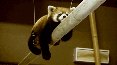 Panda Roux GIFs Mignons Et Dr les Petits Pandas GIFs Panda Roux GIFs Mignons Et Dr les Petits Pandas GIFs