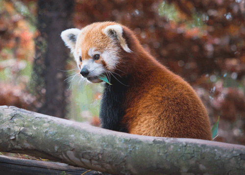 red-panda-39