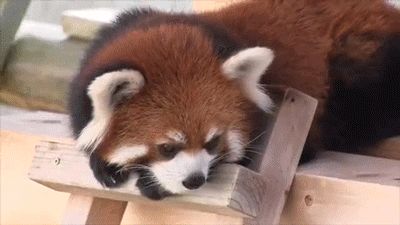 Panda rojo GIFs