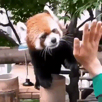 red-panda-9
