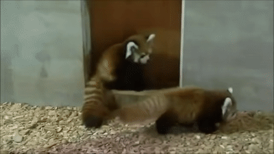 Красная панда гифки
