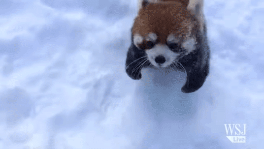 Panda Roux GIFs Mignons Et Dr les Petits Pandas GIFs Panda Roux GIFs Mignons Et Dr les Petits Pandas GIFs