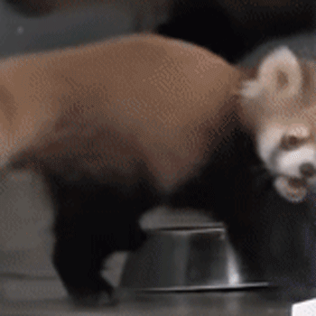 Panda Roux GIFs Mignons Et Dr les Petits Pandas GIFs Panda Roux GIFs Mignons Et Dr les Petits Pandas GIFs