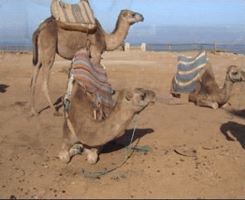 38-camels-on-rest
