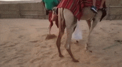 42-funny-camel-ride