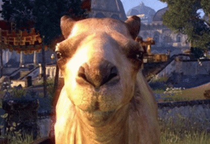 Kameler GIF - 130 animerade GIF-bilder av kameler