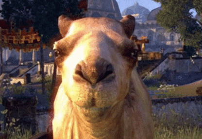 GIFs de camellos: 130 imágenes GIF animadas de camellos