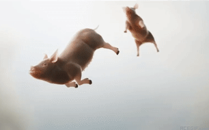 5-national-geografic-pigs-flying-acegif