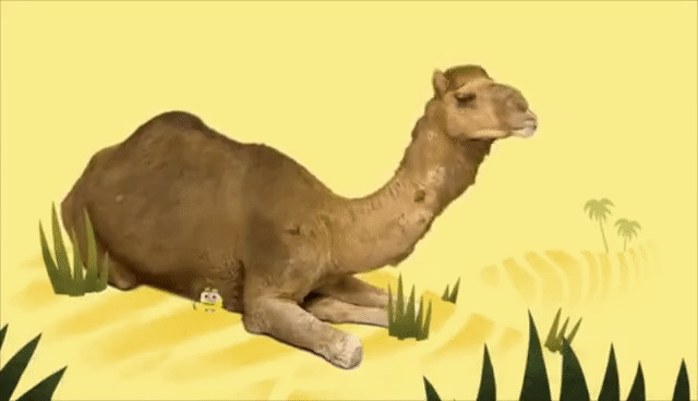 59-head-shaking-camel