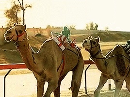 Верблюды Гифки - 130 GIF изображений верблюдов