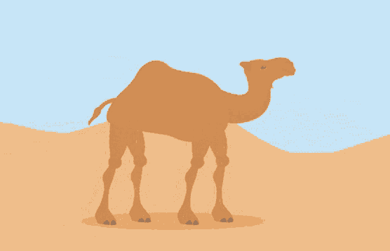 8-walking-camel