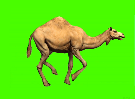 camel-acegif-27-running-camel-green-background