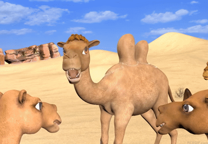 Kamel GIFs - 130 animierte GIF-Bilder von Kamelen