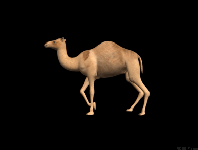 camel-acegif-33-walking-camel-black-background
