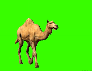 GIFs de chameaux - 130 images GIF animées de chameaux