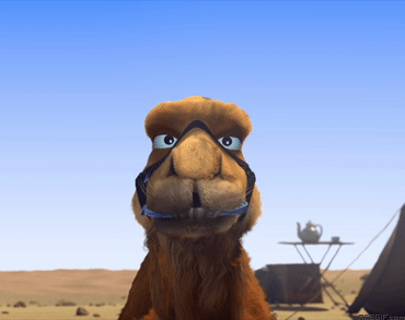camel-acegif-4-camel-chewing