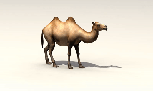 Le GIF di cammelli - 130 immagini GIF animate di cammelli