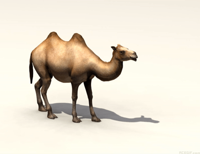 Camel GIFs - 130 Animated GIF Pictures of Camels