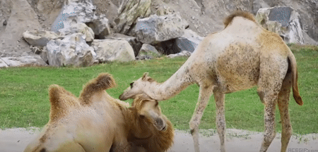 camel-acegif-47-lovers-camels