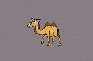 GIFs de chameaux - 130 images GIF animées de chameaux