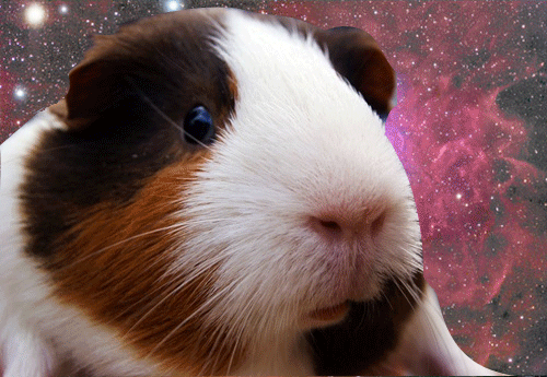 guinea-pig-18-space-guinea-pig