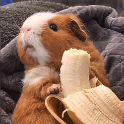 guinea-pig-23-cutie-eating-banana
