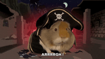 guinea-pig-24-pirate-guinea-cutie