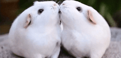 guinea-pig-25-kissing-guinea-pigs