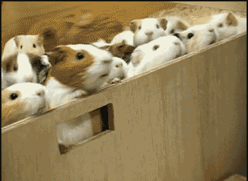GIFs de cobaias - 133 GIFs animados de roedores fofos