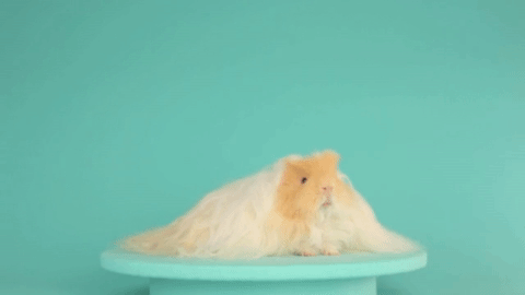 guinea-pig-29-long-haired-guinea-pig