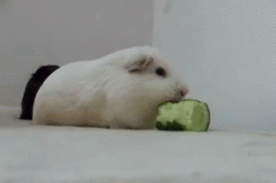 Guinea Pig GIFs - 133 Animated GIF Pics of Cute Rodents