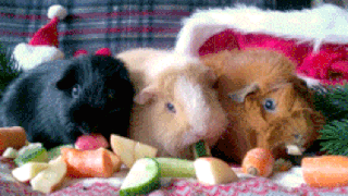 guinea-pig-33-trio-with-vegetables-guinea-pigs